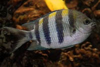See all pictures for Abudefduf saxatilis