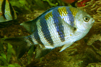 See all pictures for Abudefduf vaigensis