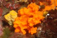 See all pictures for Acanthella acuta