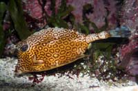 See all pictures for Acanthostracion polygonius
