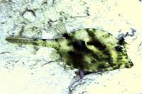 See all pictures for Acanthostracion quadricornis