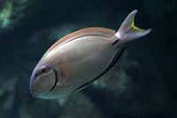 See all pictures for Acanthurus bahianus