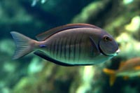 See all pictures for Acanthurus chirurgus