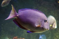 See all pictures for Acanthurus coeruleus