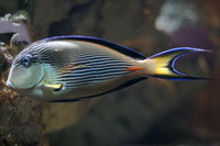 See all pictures for Acanthurus sohal