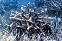 See all pictures for Acropora cervicornis