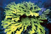 See all pictures for Acropora palmata
