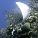 See all pictures for Aetobatus narinari