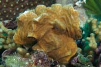 See all pictures for Agaricia agaricites