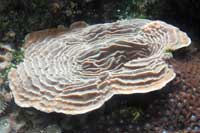 See all pictures for Agaricia lamarcki