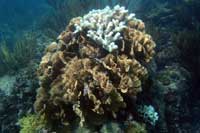 See all pictures for Agaricia tenuifolia