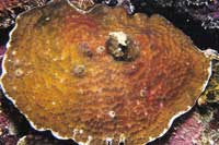 See all pictures for Agaricia undata