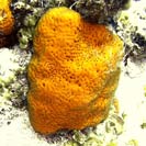 See all pictures for Agelas clathrodes