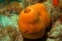 See all pictures for Agelas conifera
