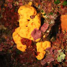 See all pictures for Agelas oroides