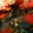 See all pictures for Aglaophenia sp