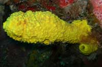 See all pictures for Aiolochroia crassa