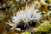 See all pictures for Aiptasia diaphana
