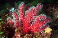 See all pictures for Alcyonium acaule