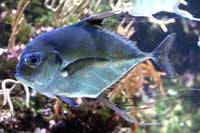 See all pictures for Alectis ciliaris