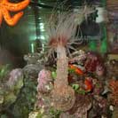 See all pictures for Alicia mirabilis