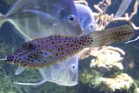See all pictures for Aluterus scriptus