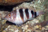 See all pictures for Amblycirrhitus pinos