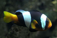 See all pictures for Amphiprion clarkii