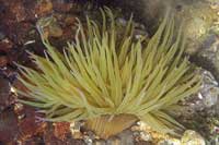 See all pictures for Anemonia viridis