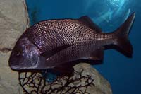 See all pictures for Anisotremus surinamensis