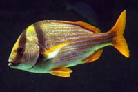 See all pictures for Anisotremus virginicus
