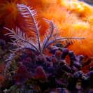 See all pictures for Antedon mediterranea
