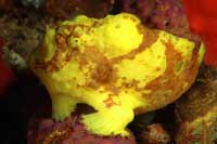 See all pictures for Antennarius multiocellatus
