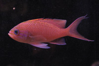 See all pictures for Anthias anthias