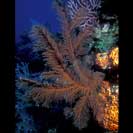 See all pictures for Antipathes pennacea