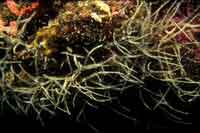 See all pictures for Antipathes n. sp.