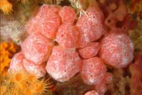 See all pictures for Aplidium elegans