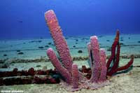 See all pictures for Aplysina archeri