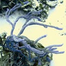 See all pictures for Aplysina cauliformis