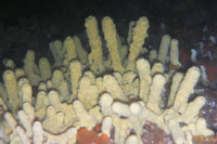 See all pictures for Aplysina cavernicola