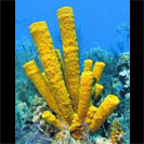 See all pictures for Aplysina fistularis