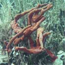 See all pictures for Aplysina fulva