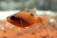 See all pictures for Apogon maculatus