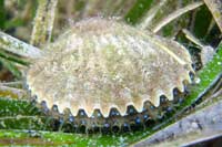 See all pictures for Argopecten irradians