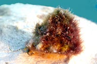 See all pictures for Astraea tecta