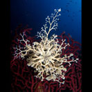 See all pictures for Astrospartus mediterranea