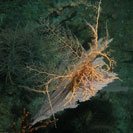 See all pictures for Astrophyton muricatum