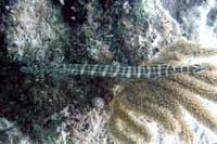 See all pictures for Aulostomus maculatus
