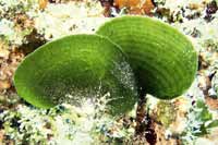 See all pictures for Avrainvillea asarifolia