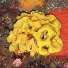 See all pictures for Axinella damicornis